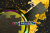MIX ZELLOW.png